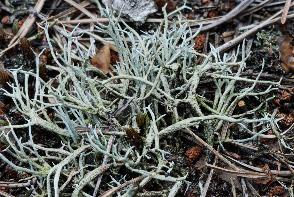 Cladonia zopfii (door Arjan de Groot)