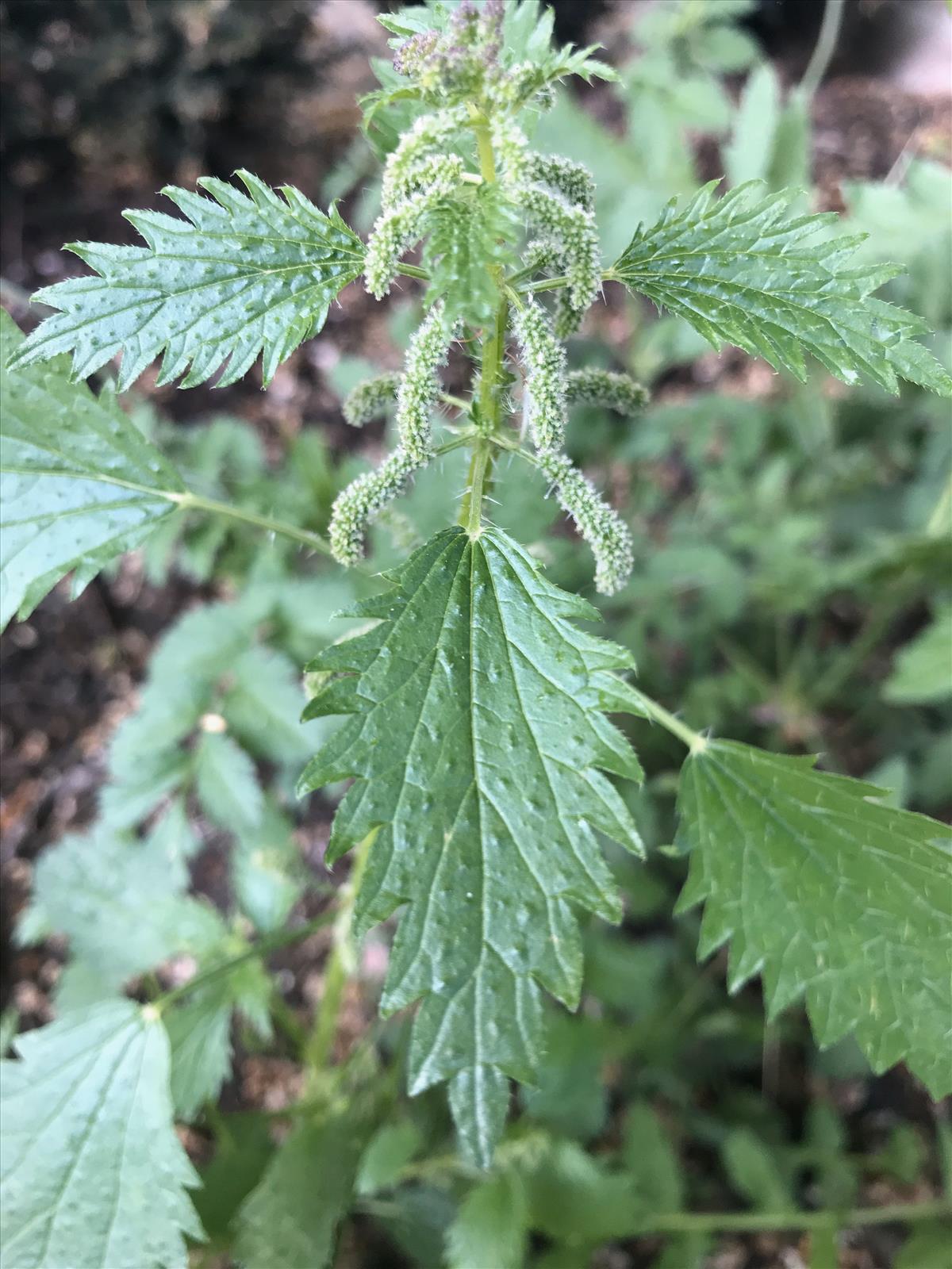 Urtica membranacea (door Grada Menting)