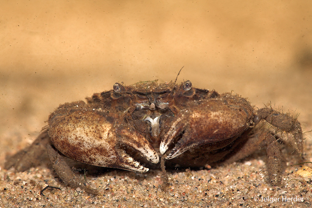 Rhithropanopeus harrisii (door Jelger Herder)