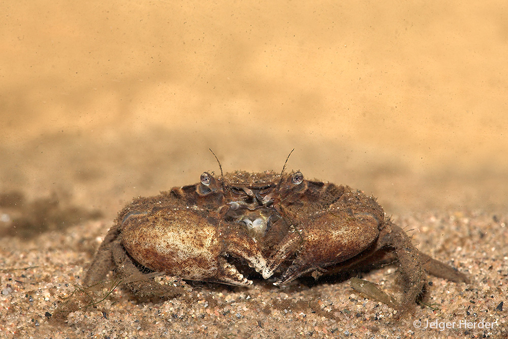 Rhithropanopeus harrisii (door Jelger Herder)