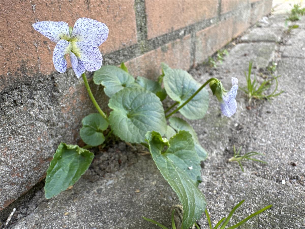 Viola sororia (door Koen van Zoest)