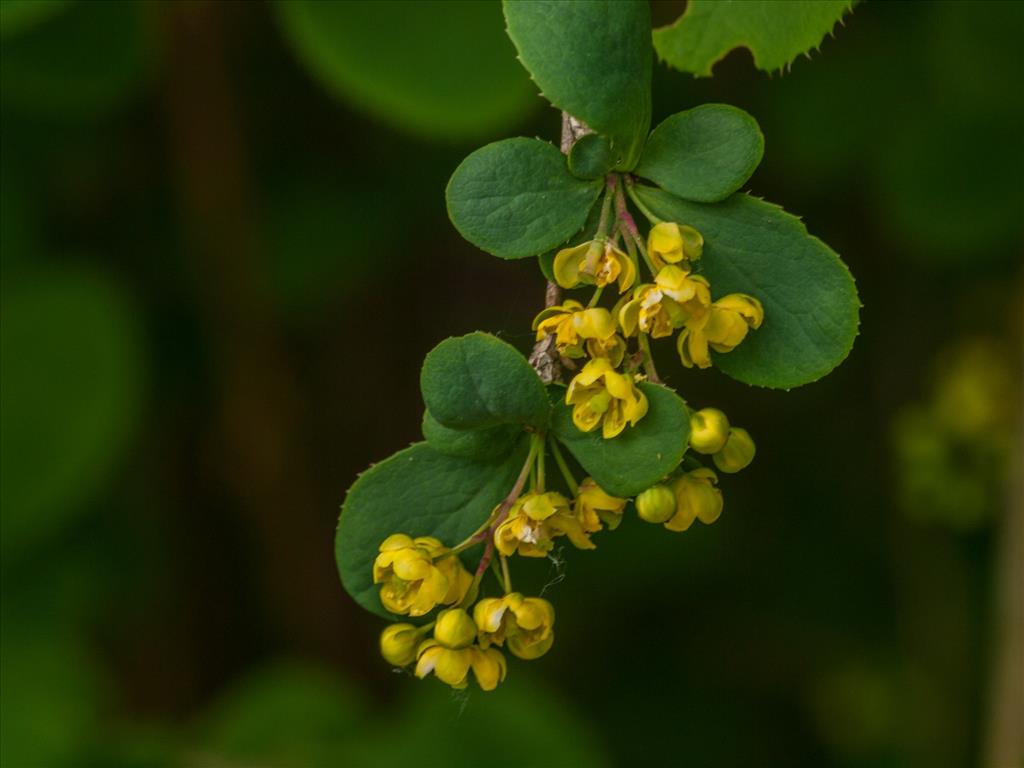 Berberis vulgaris (door Peter Hegi)