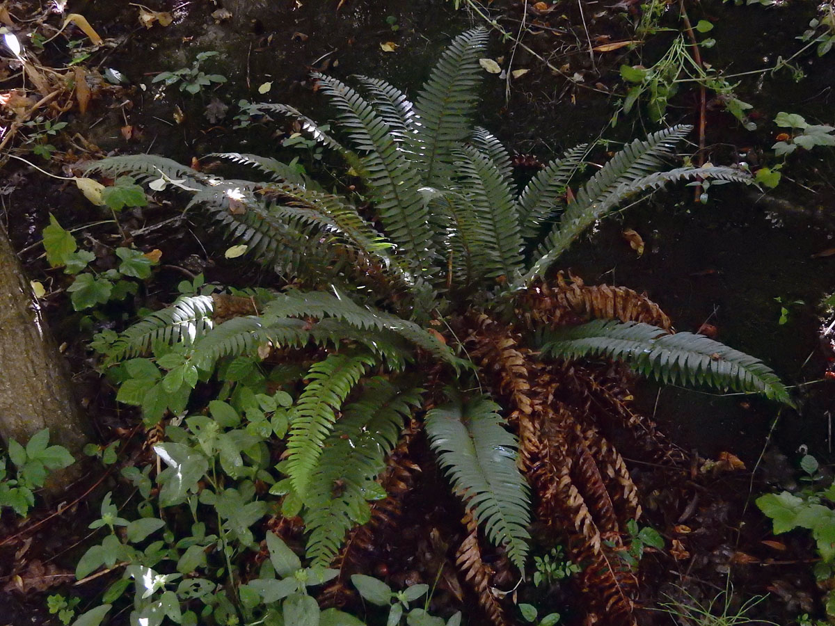 Polystichum munitum (door Ed Stikvoort | Saxifraga)