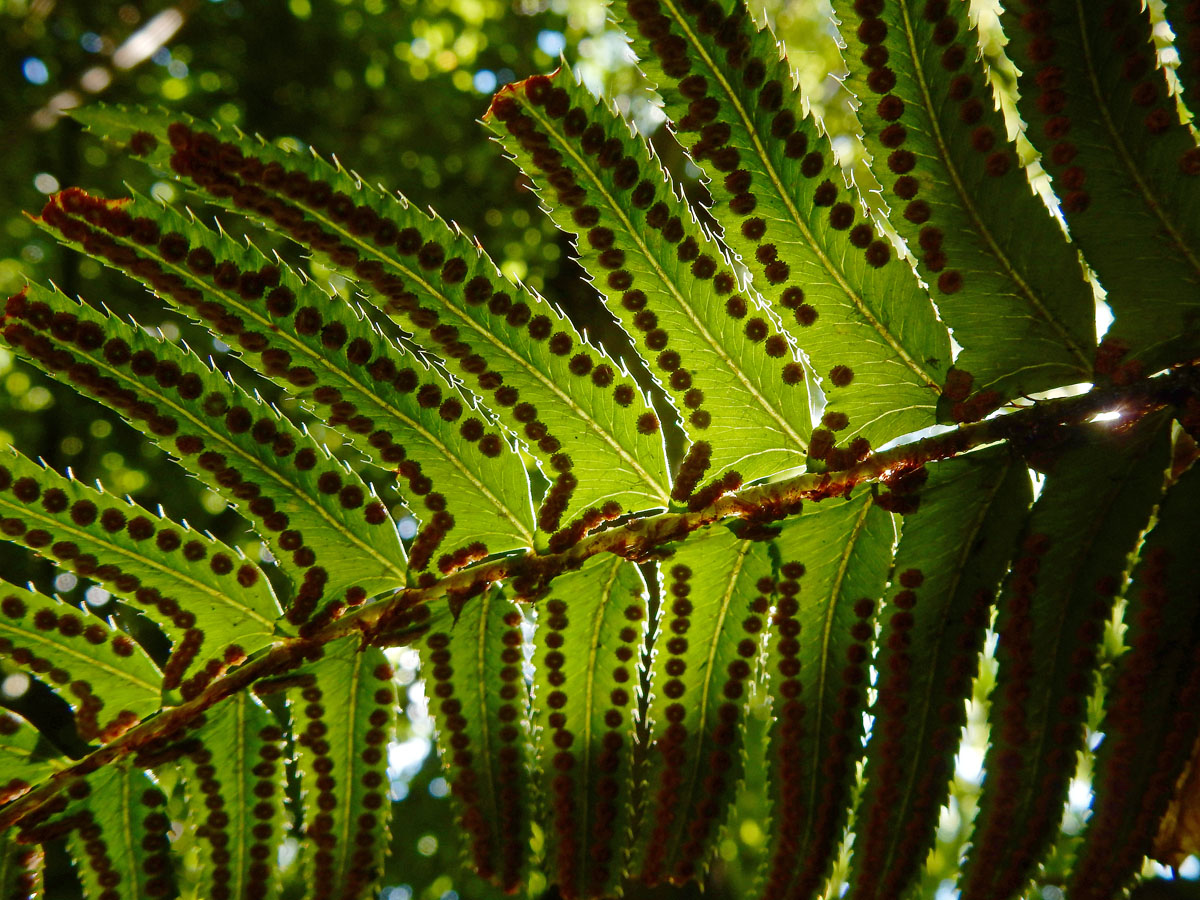 Polystichum munitum (door Ed Stikvoort | Saxifraga)