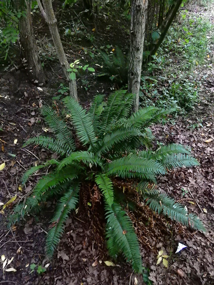 Polystichum munitum (door Saxifraga-Ed Stikvoort)