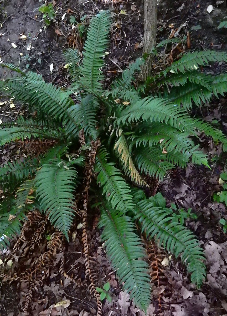 Polystichum munitum (door Ed Stikvoort | Saxifraga)