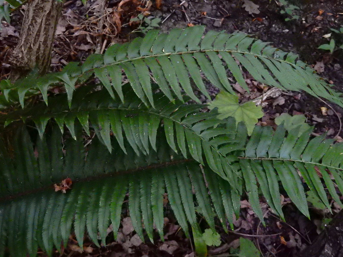 Polystichum munitum (door Ed Stikvoort | Saxifraga)