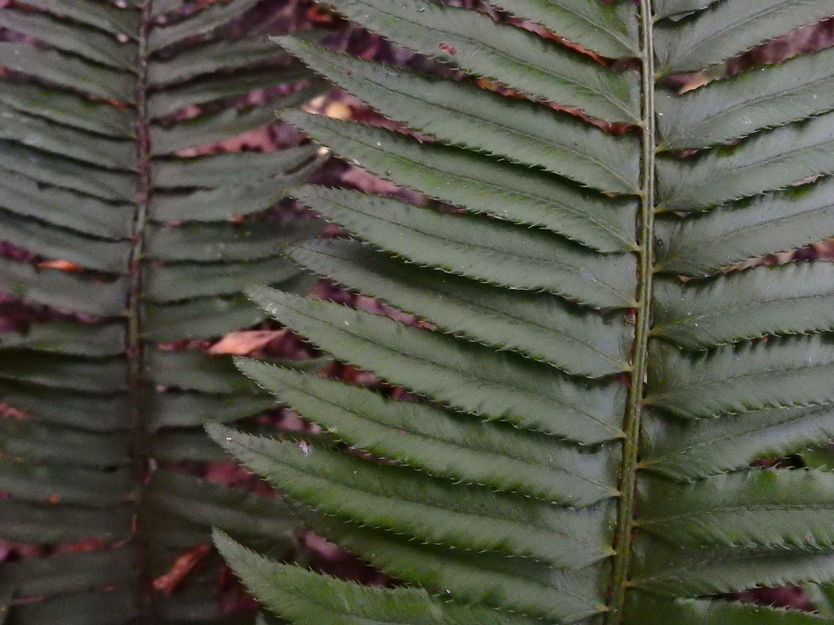 Polystichum munitum (door Ed Stikvoort | Saxifraga)