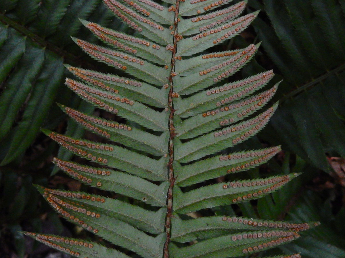 Polystichum munitum (door Ed Stikvoort | Saxifraga)