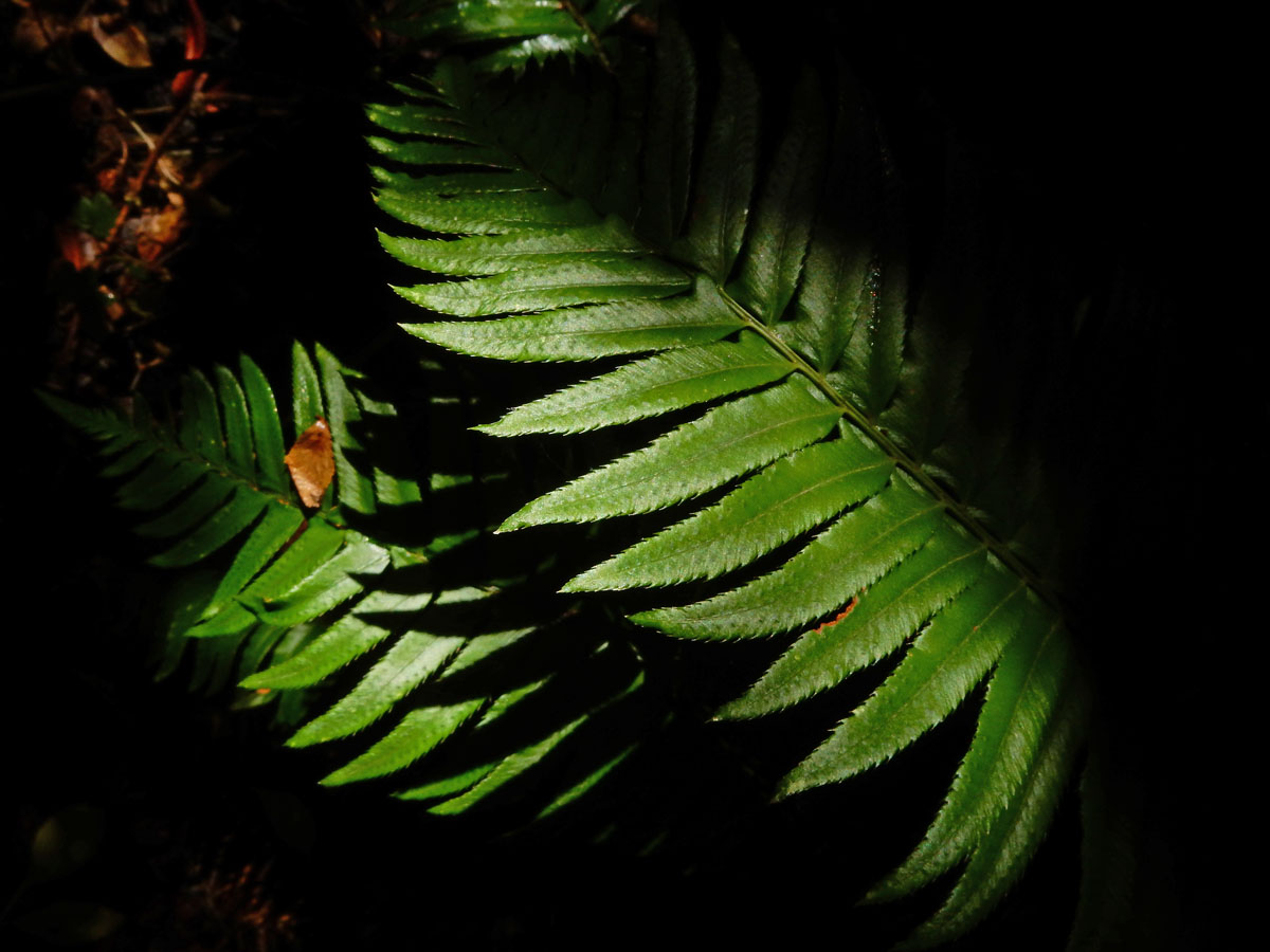 Polystichum munitum (door Ed Stikvoort | Saxifraga)