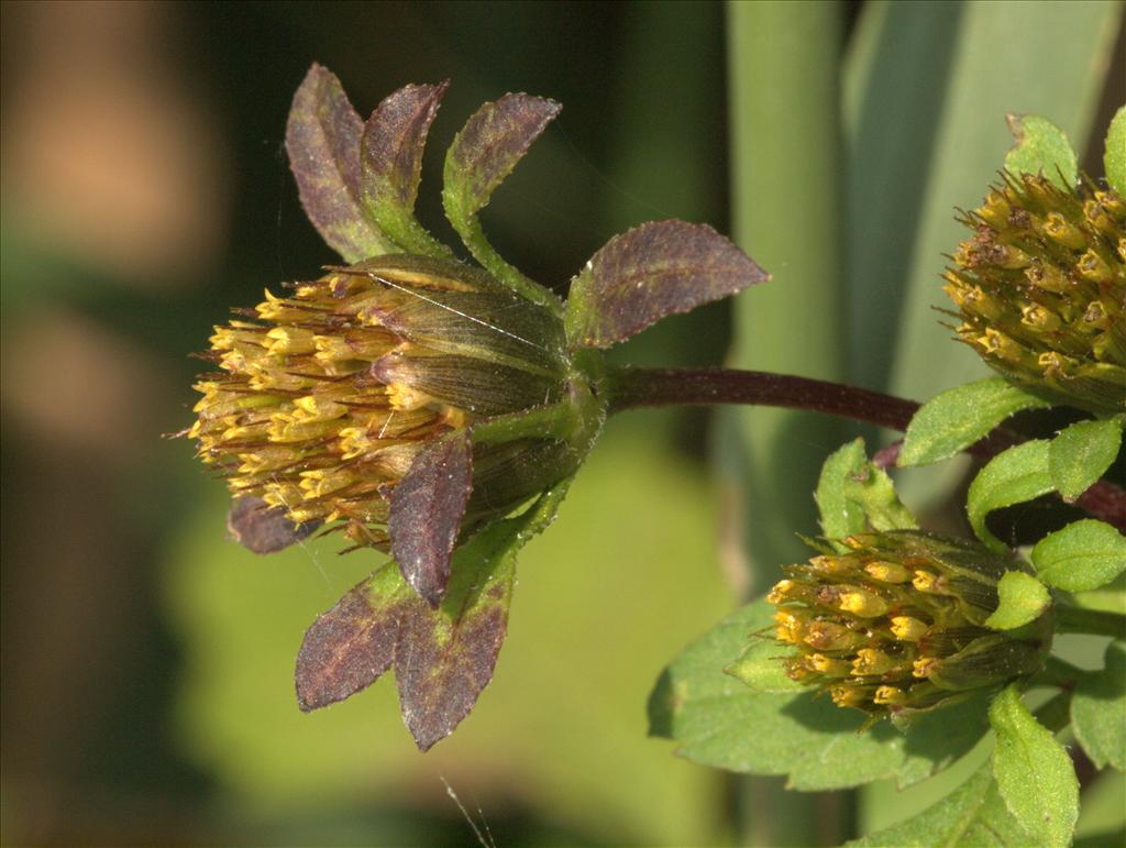 Bidens frondosa (door Peter Hegi)