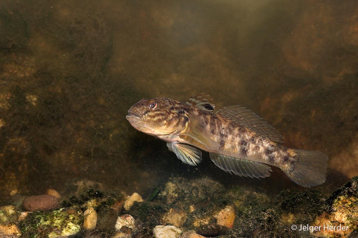 Neogobius melanostomus (door Jelger Herder)