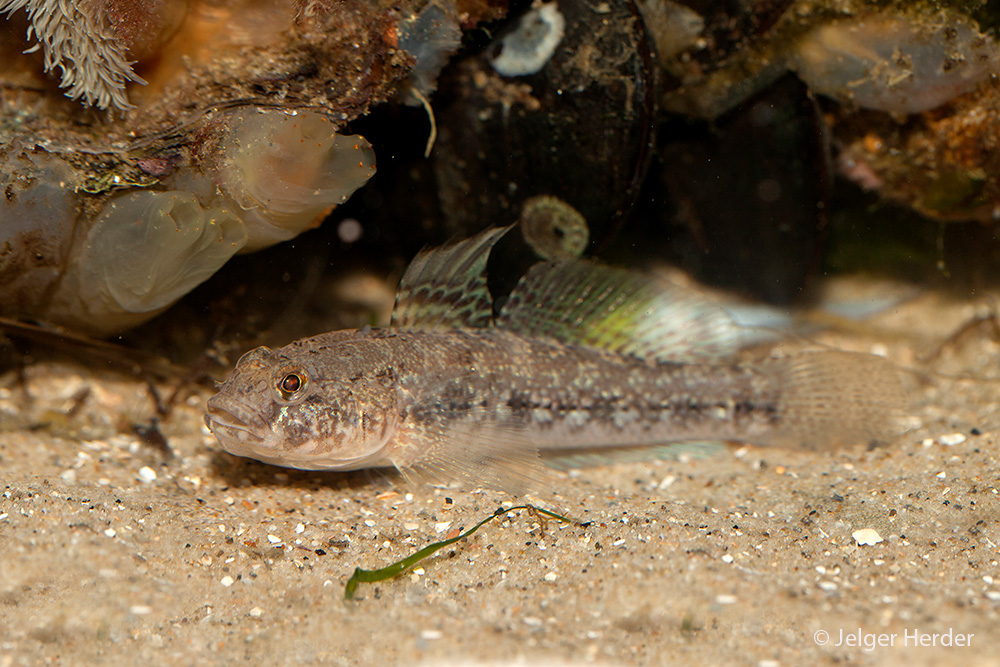 Gobius niger (door Jelger Herder)