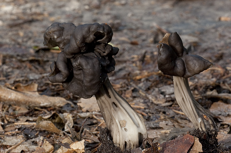 Helvella lacunosa (door John Breugelmans)