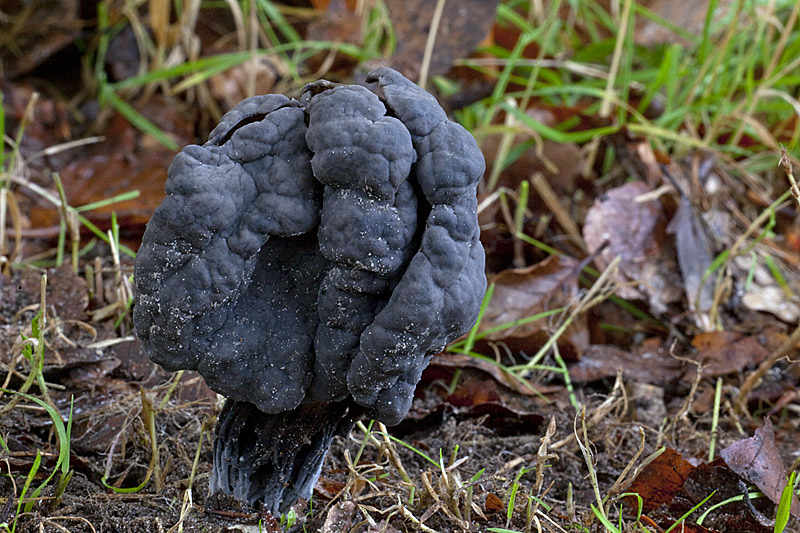 Helvella lacunosa (door John Breugelmans)