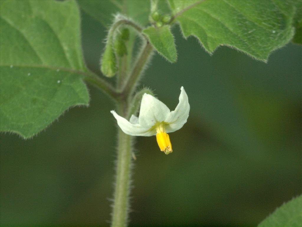 Solanum nigrum subsp. schultesii (door Peter Hegi)
