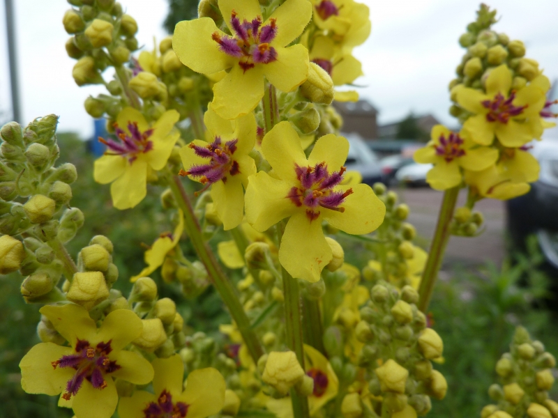 Verbascum nigrum (door Koen van Zoest)