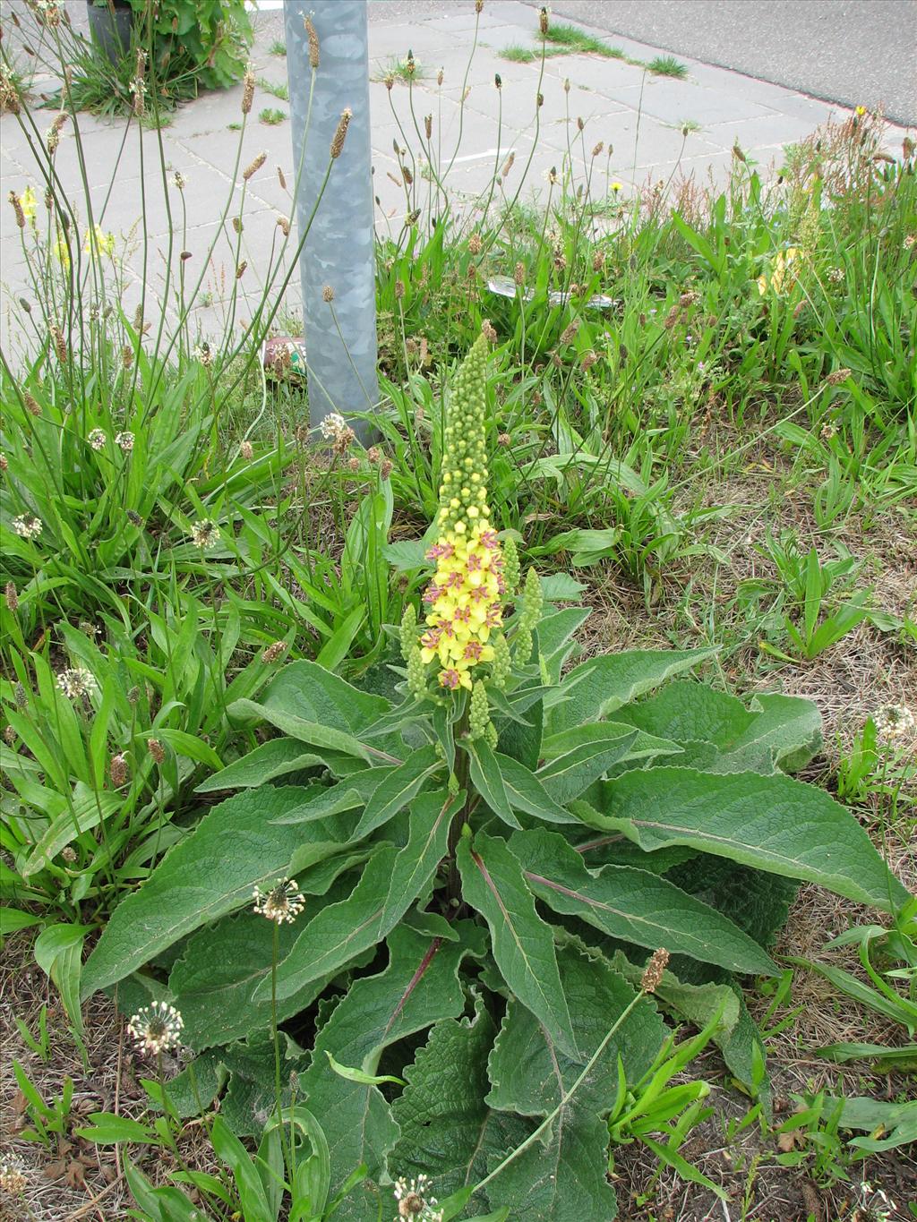 Verbascum nigrum (door Bert Verbruggen)