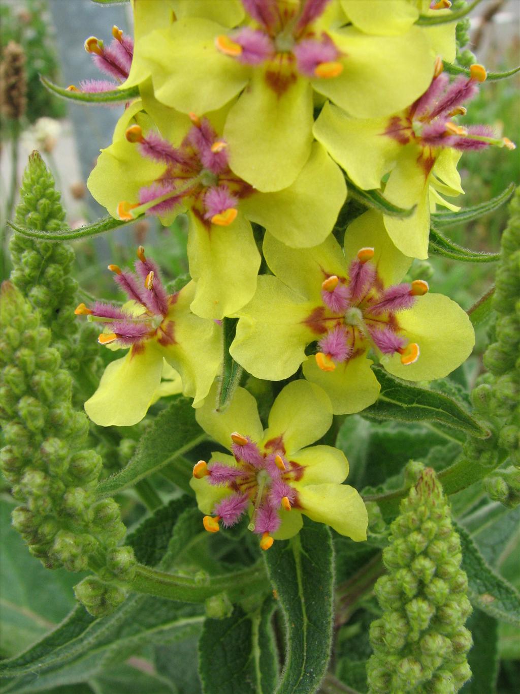 Verbascum nigrum (door Bert Verbruggen)