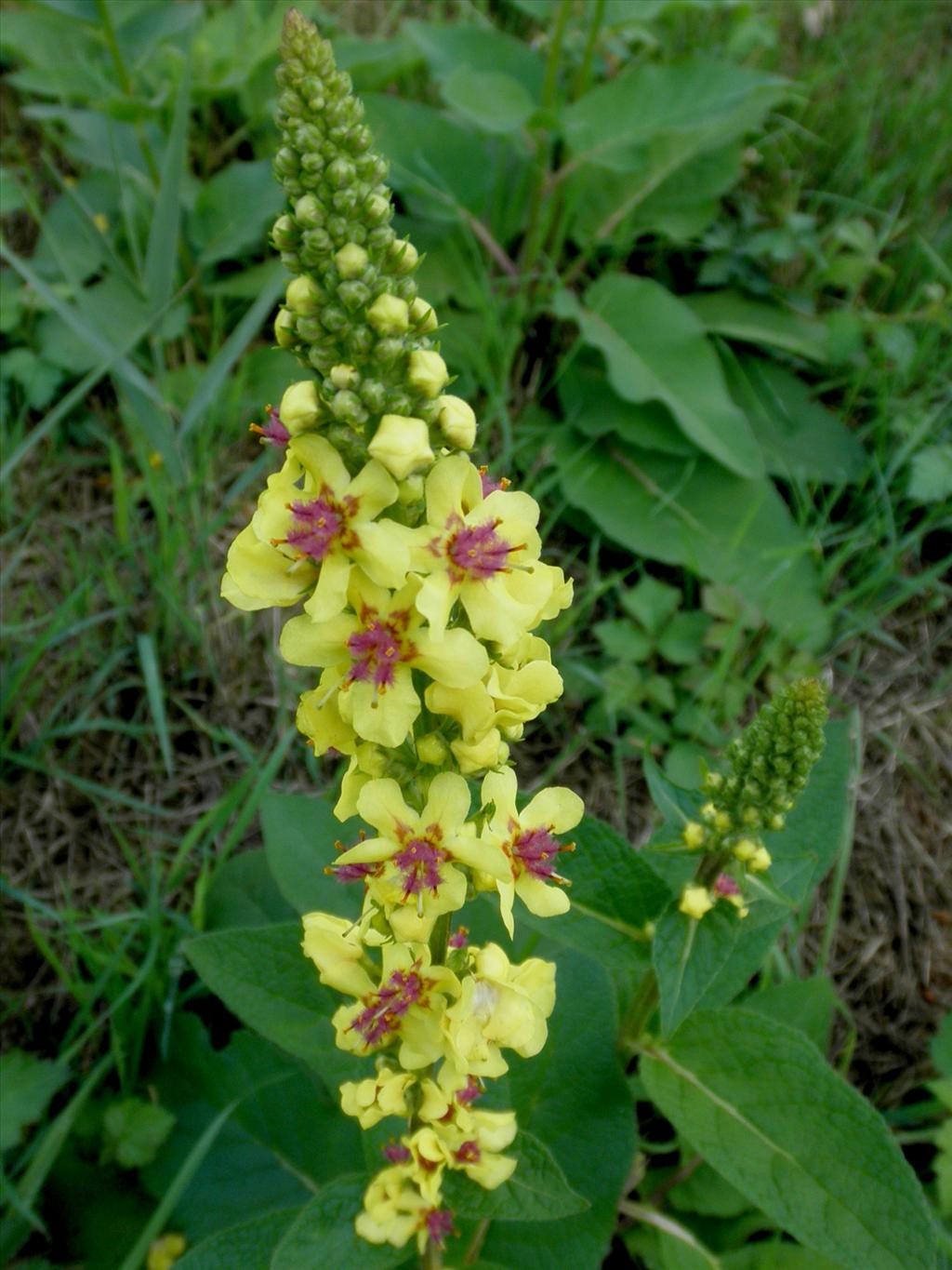 Verbascum nigrum (door Bert Verbruggen)