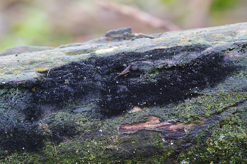 Chaetosphaerella phaeostroma (door Hans Adema)