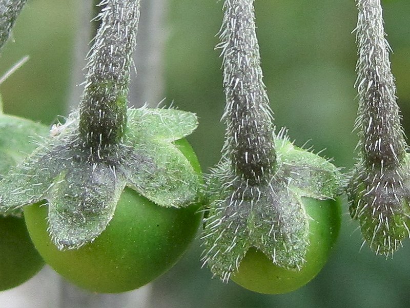 Solanum nigrum subsp. nigrum (door Grada Menting)