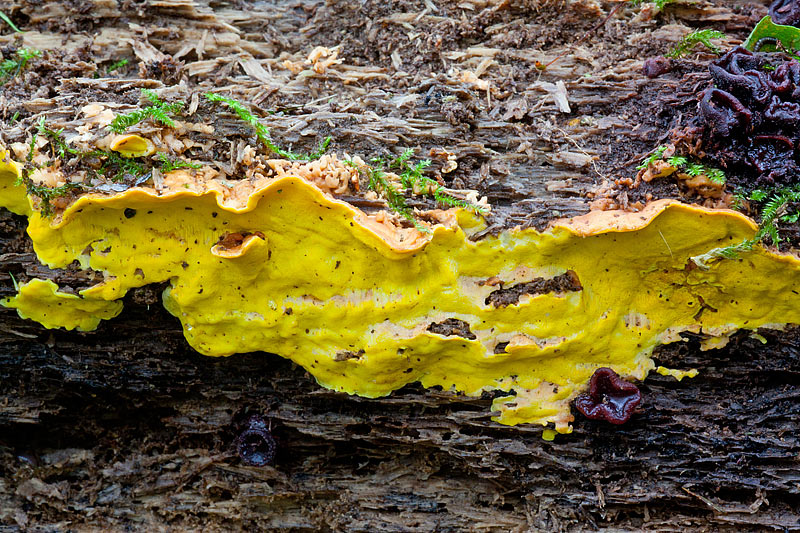 Flaviporus brownii (door John Breugelmans)