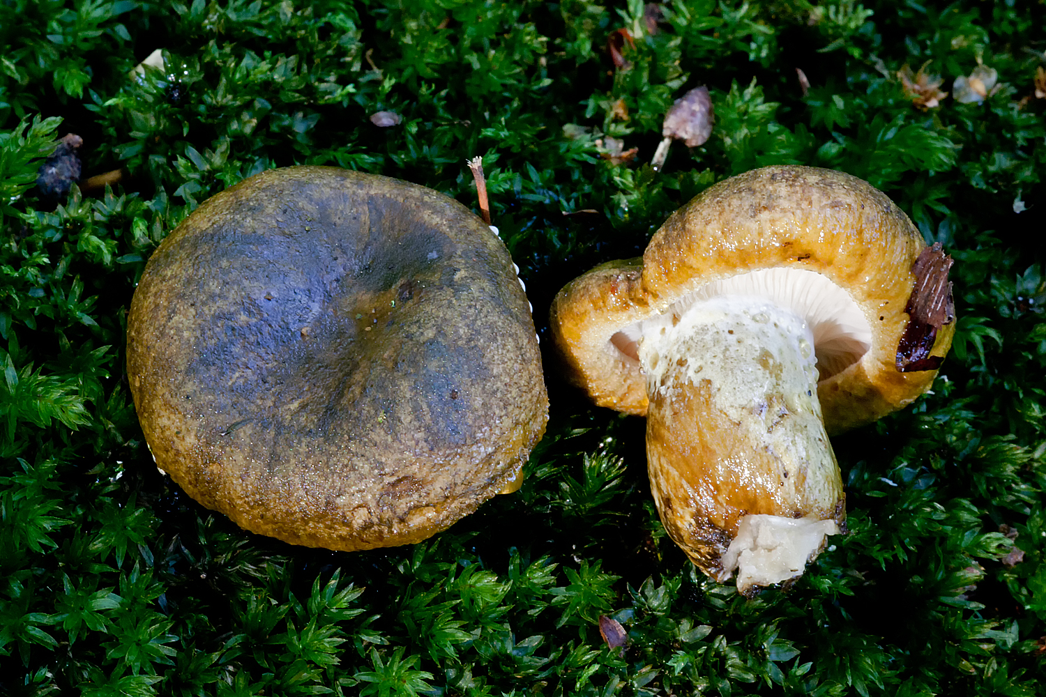 Lactarius necator (door John Breugelmans)