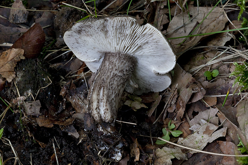 Tricholoma atrosquamosum sl, incl. squarrulosum (door John Breugelmans)