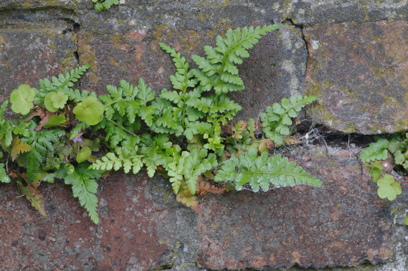 Asplenium adiantum-nigrum (door Hans Adema)