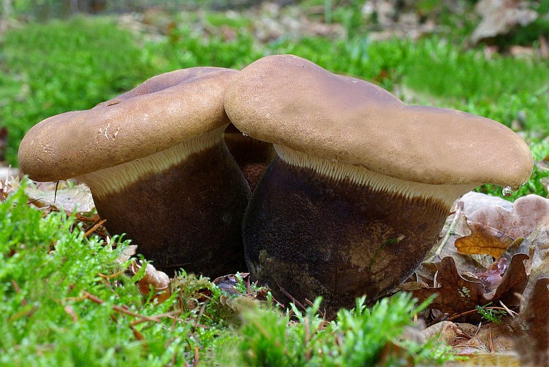 Tapinella atrotomentosa (door Gio van Bernebeek)