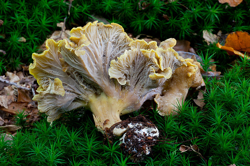 Cantharellus melanoxeros (door John Breugelmans)