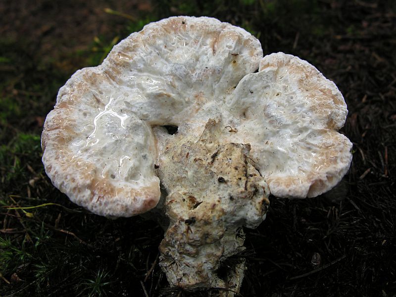 Postia guttulata (door Marian Jagers)