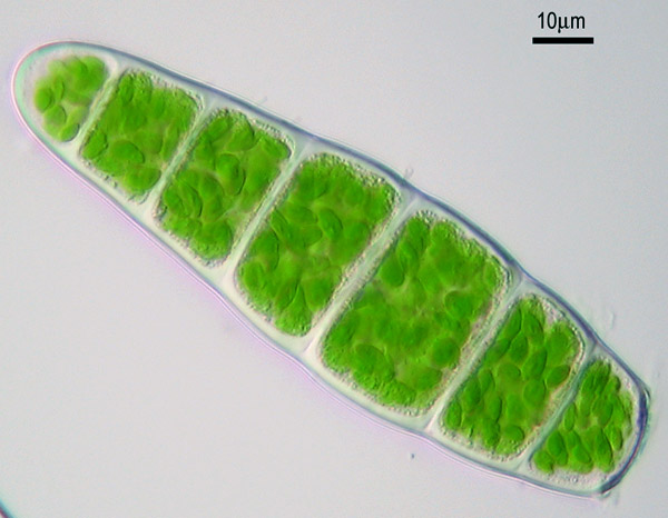 Zygodon conoideus (door Norbert Stapper)