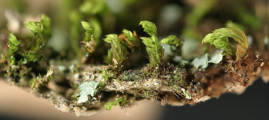 Zygodon conoideus (door Norbert Stapper)