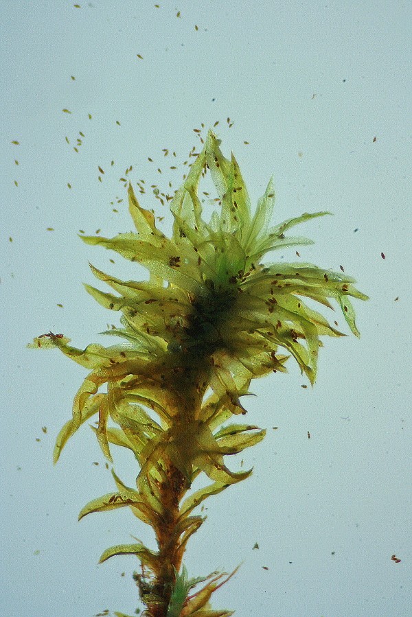 Zygodon dentatus (door Jan Kersten)