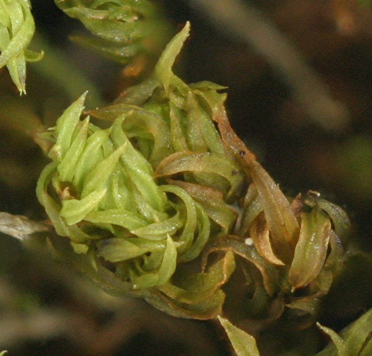 Zygodon dentatus (door Norbert Stapper)