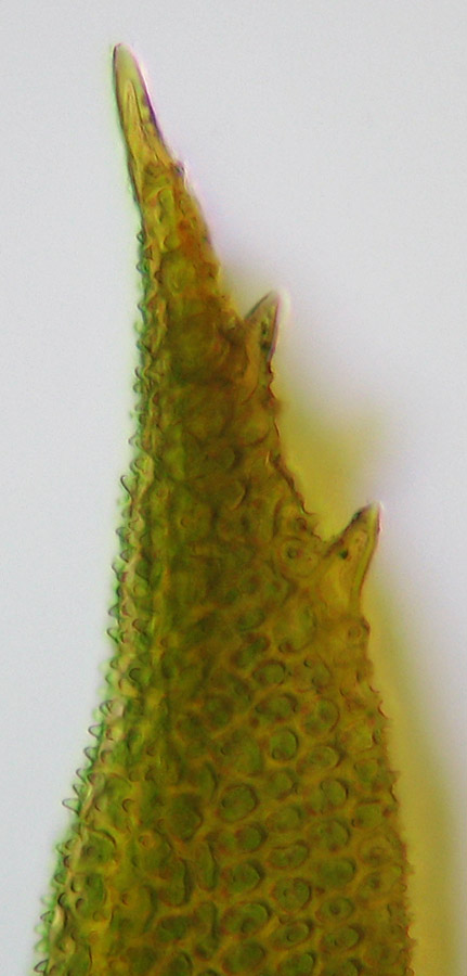 Zygodon dentatus (door Norbert Stapper)