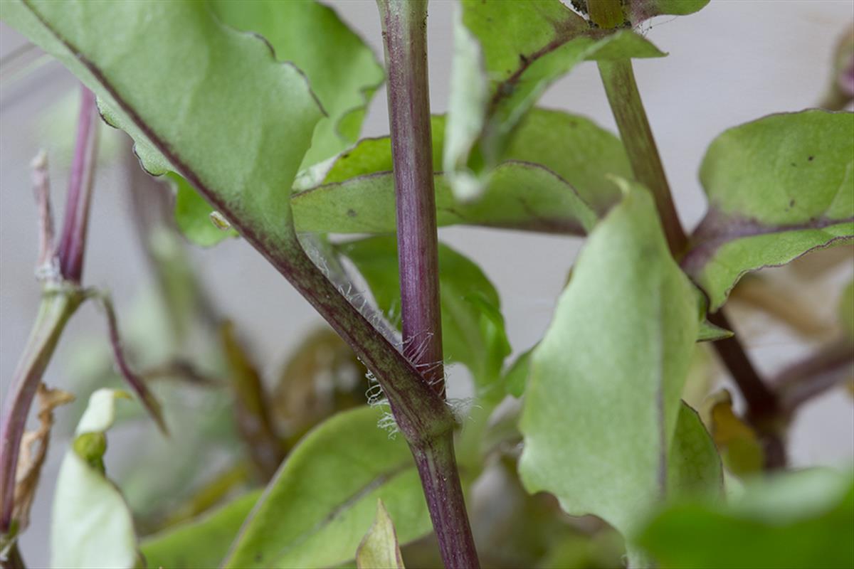 Stellaria aquatica (door Valentine Kalwij)