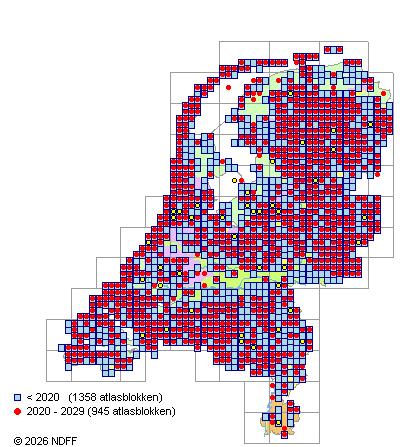 Verspreiding in Nederland — Salix repens