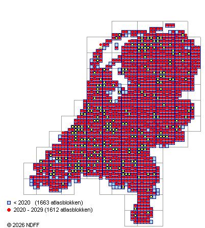 Verspreiding in Nederland — Sambucus nigra
