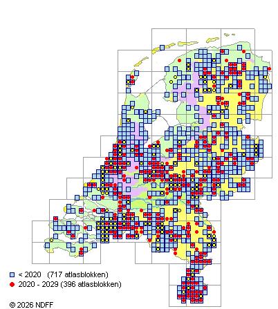 Verspreiding in Nederland — Tilia platyphyllos