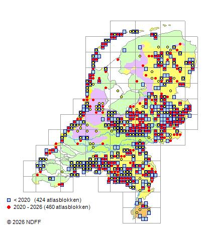 Verspreiding in Nederland — Ulex europaeus
