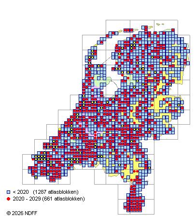 Verspreiding in Nederland — Ulmus minor