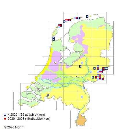 Distribution in the Netherlands — Vaccinium uliginosum