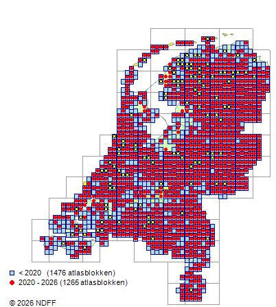 Distribution in the Netherlands — Betula pubescens