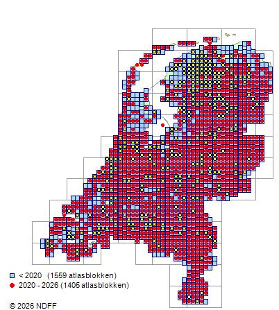 Verspreiding in Nederland — Betula pendula
