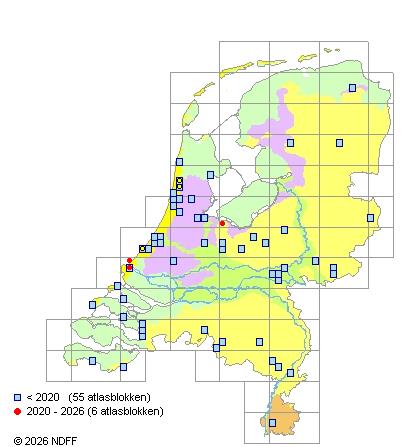 Verspreiding in Nederland — Rosa majalis