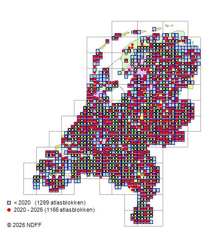 Verspreiding in Nederland — Carpinus betulus