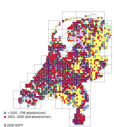 Verspreiding in Nederland — Clematis vitalba